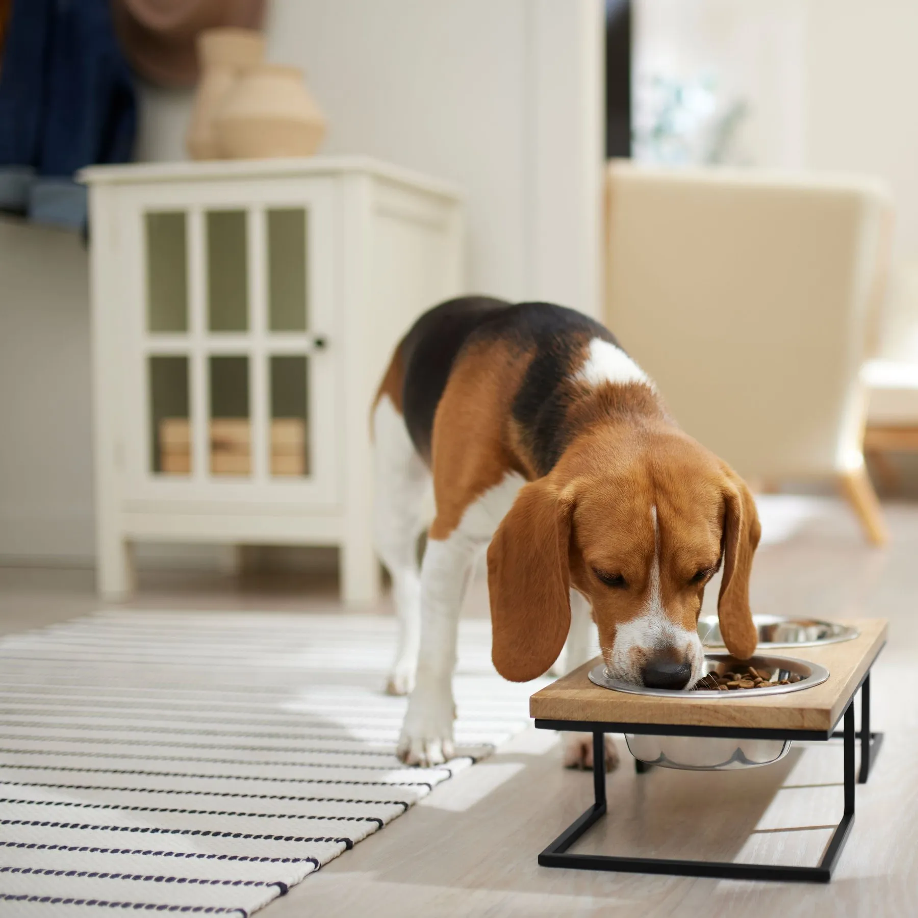 purina dog food for sensitive stomach Purina Pro Plan Focus Sensitive Skin & Stomach Salmon & main image 0