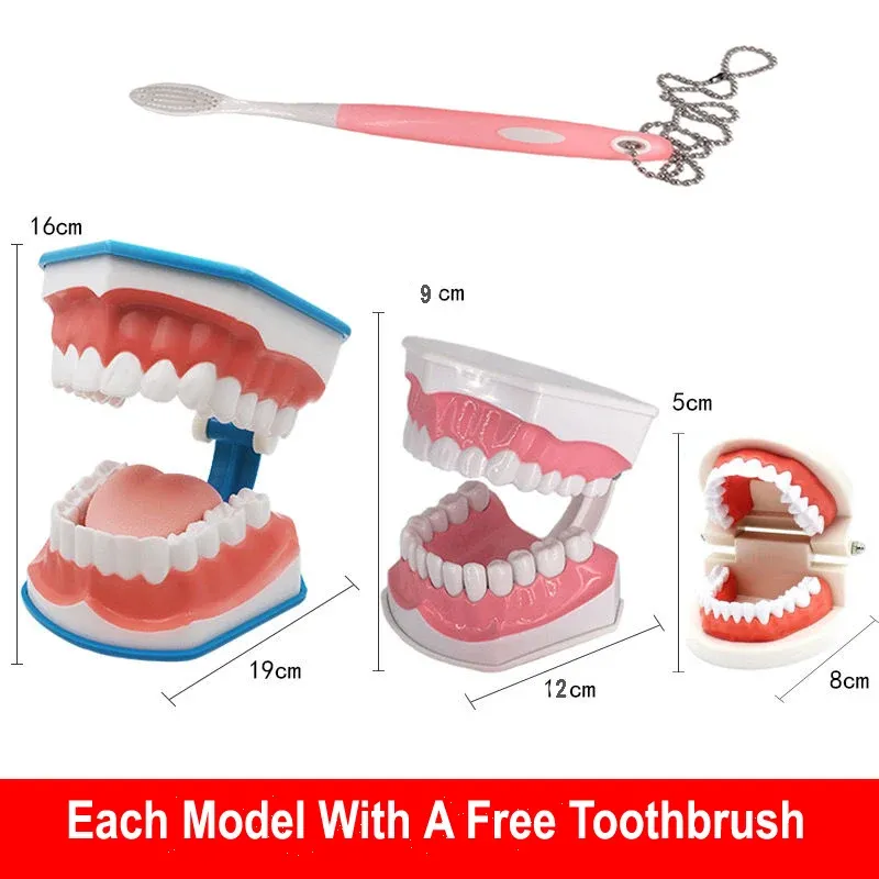 Heads 1PC Dental Teach Children's Early Education Borsting Mold Standard 6times 2Times 1: 1Standard Undervisning barnmodell med tandborste