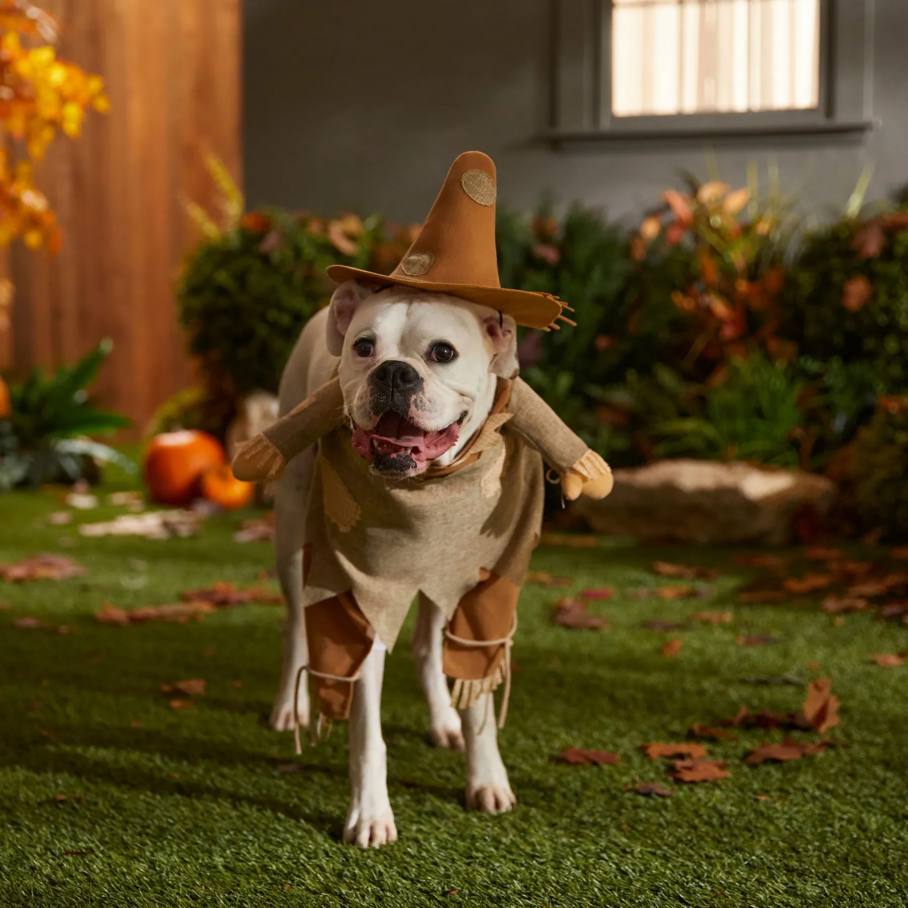Vogelscheuchen-Hut Für Hunde – Lustiges Halloween-Kostüm Für Haustiere