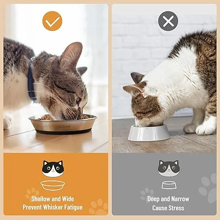 Best Cat Bowls For Whisker Fatigue And Allergies Wojeull Shallow