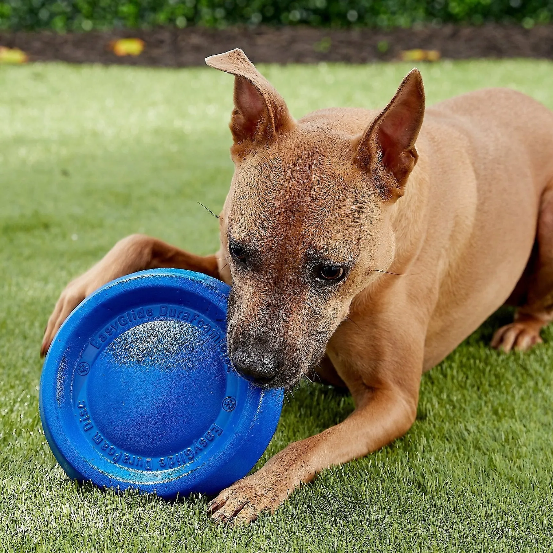 Dog Flying Discs: Durable Foam Fetch Toy For Active Play, Lightweight  Design For Dog Training Discs, Color Varies From Dhbeauty001, $14.37 |  DHgate.Com, image size:1800x1800