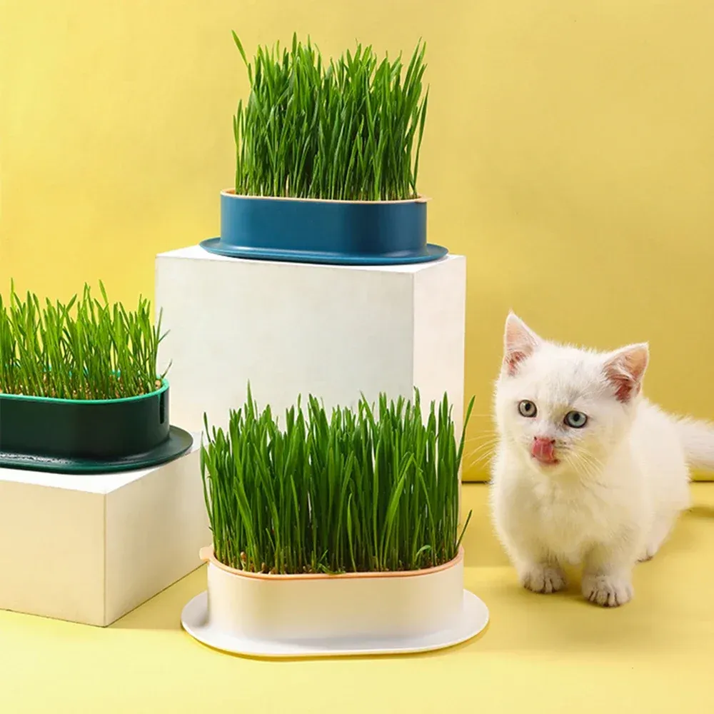 Zabawki hydroponiczne rośliny rośliny dla zwierząt domowych, trawy kota, taca rosnąca, szklarnia, przekąska do piłki do włosów, czyszczenie żołądka, pudełko na garnek