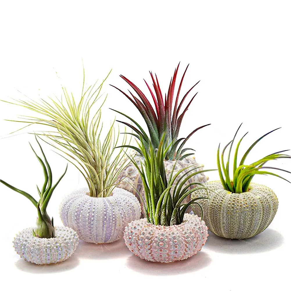 Ibasenice - 20 Coquillages Spirale Naturels Pour Aquarium & Décoration - Taille ~1,5 Cm - Terrarium, DIY, Bijoux, Décoration Maison