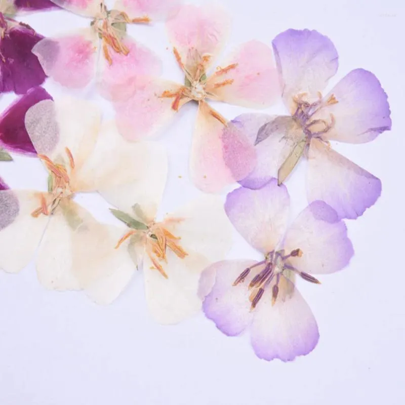 Dekorative Blumen 30pcs 4-5 cm gepresst getrocknete Godetia-Pflanzen Herbarium für Schmuck Postkartenpost Telefon Hülle PO-Rahmen Lesezeichen Handwerk DIY