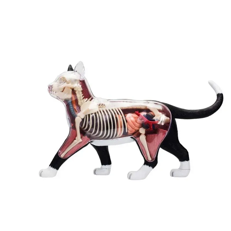おもちゃ猫4Dマスターパズルアセンブリ玩具動物生物学オルガン解剖学的医療教育モデル