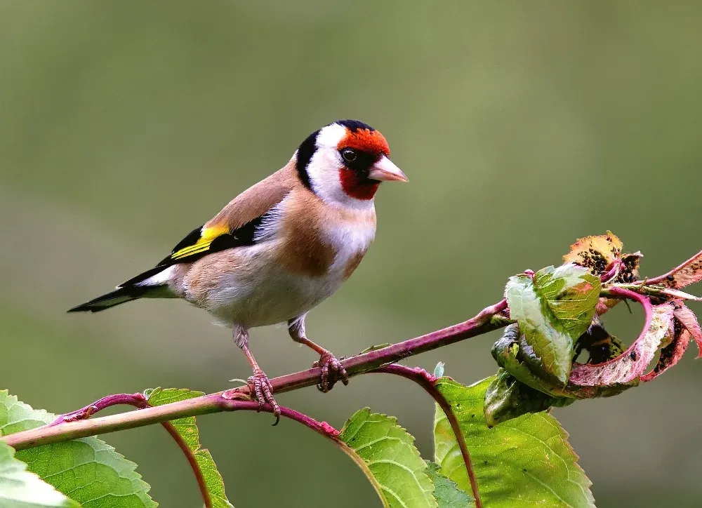 bird-perching-on-branch-561133525-59652f215f9b583f18171e67