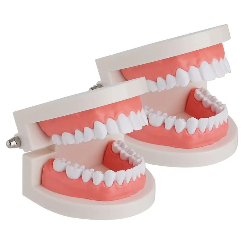 Toothbrush 2 Pack Standard Teeth Model Mouth Model Human Teeth Model Tooth Brushing Model for Teaching Studying