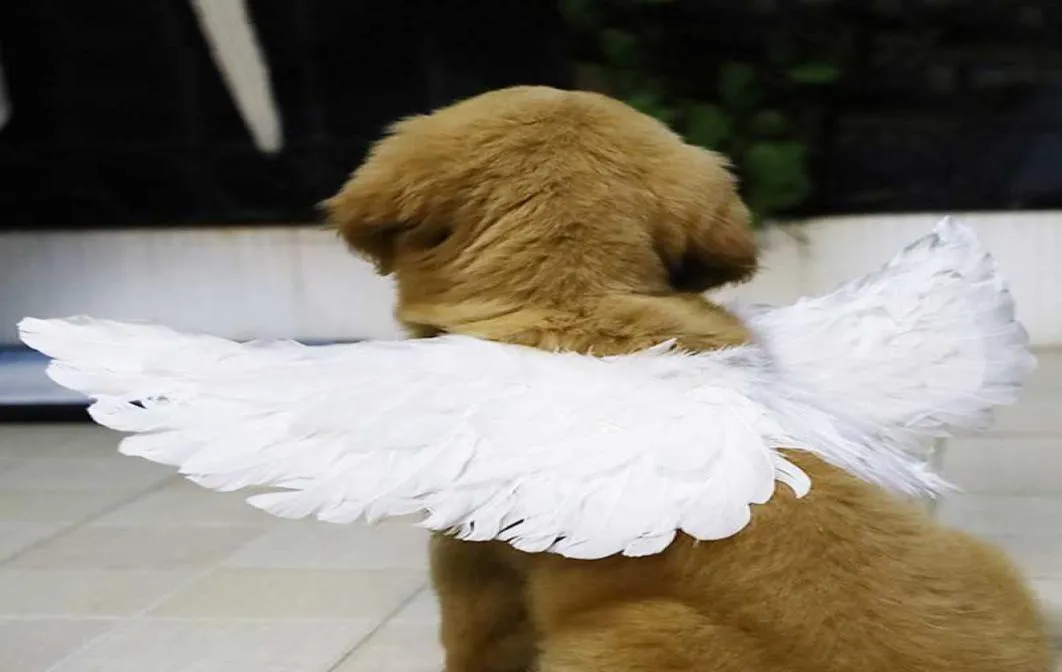 Rolig husdjur Halloween Feather Wings Pet Halloween Costume Cosplay Angel Devil Wing for Dog Cat Black White Pet Clothes H09104196714