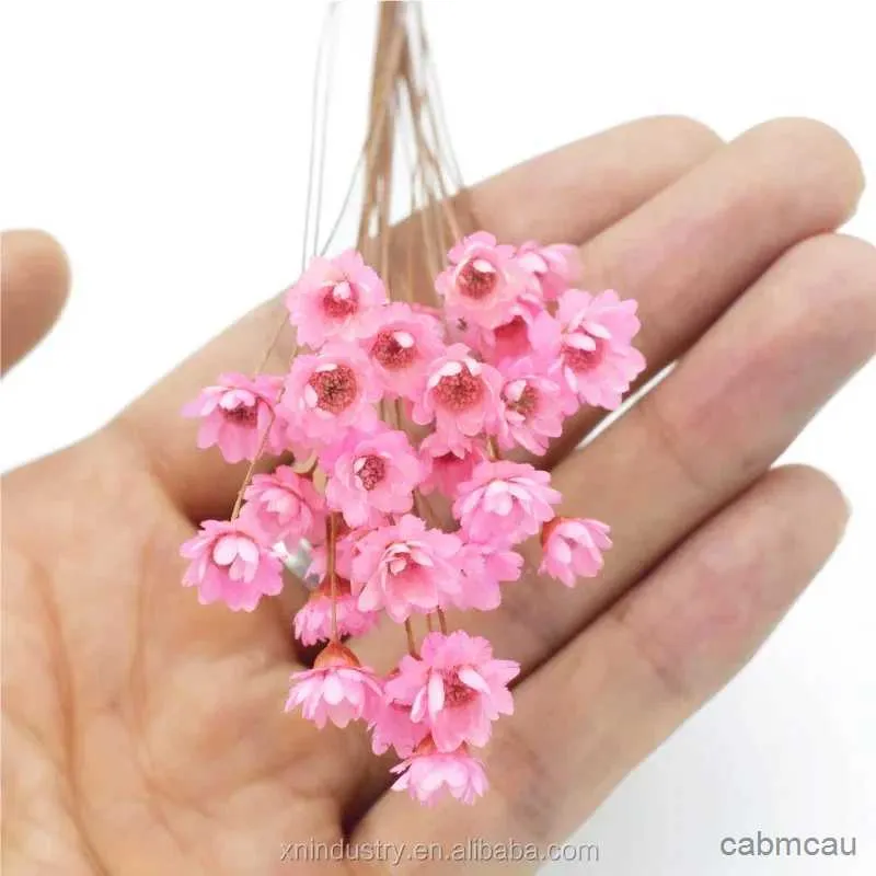 Dried Flowers Natural Daisy Dried Mini Star Flower Little Brazilian Dry Daisy Small Flowers for Crafts Artificial Plants for Home Decoration