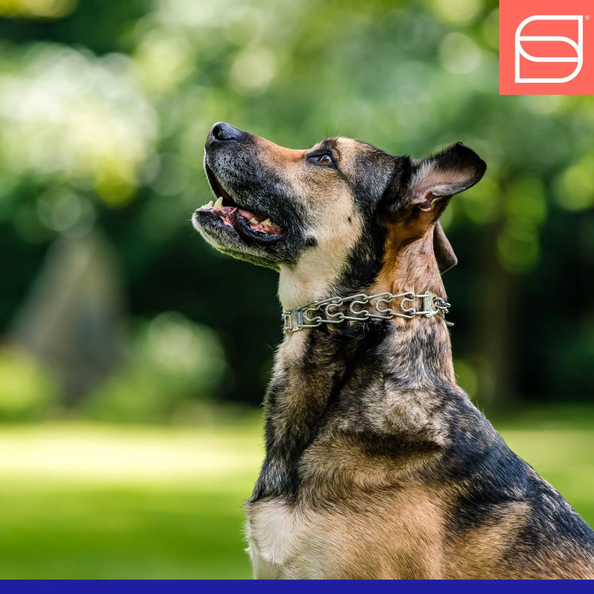 German Shepherd Best Choke Collar For Dog Training Spiked Dog