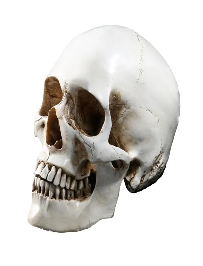 Lifesize 11 Human Skull Model Replica Harz Medizinische Anatomische Verfolgung Medizinischer Lehr -Skelett Halloween Dekoration Statue Y2018175796