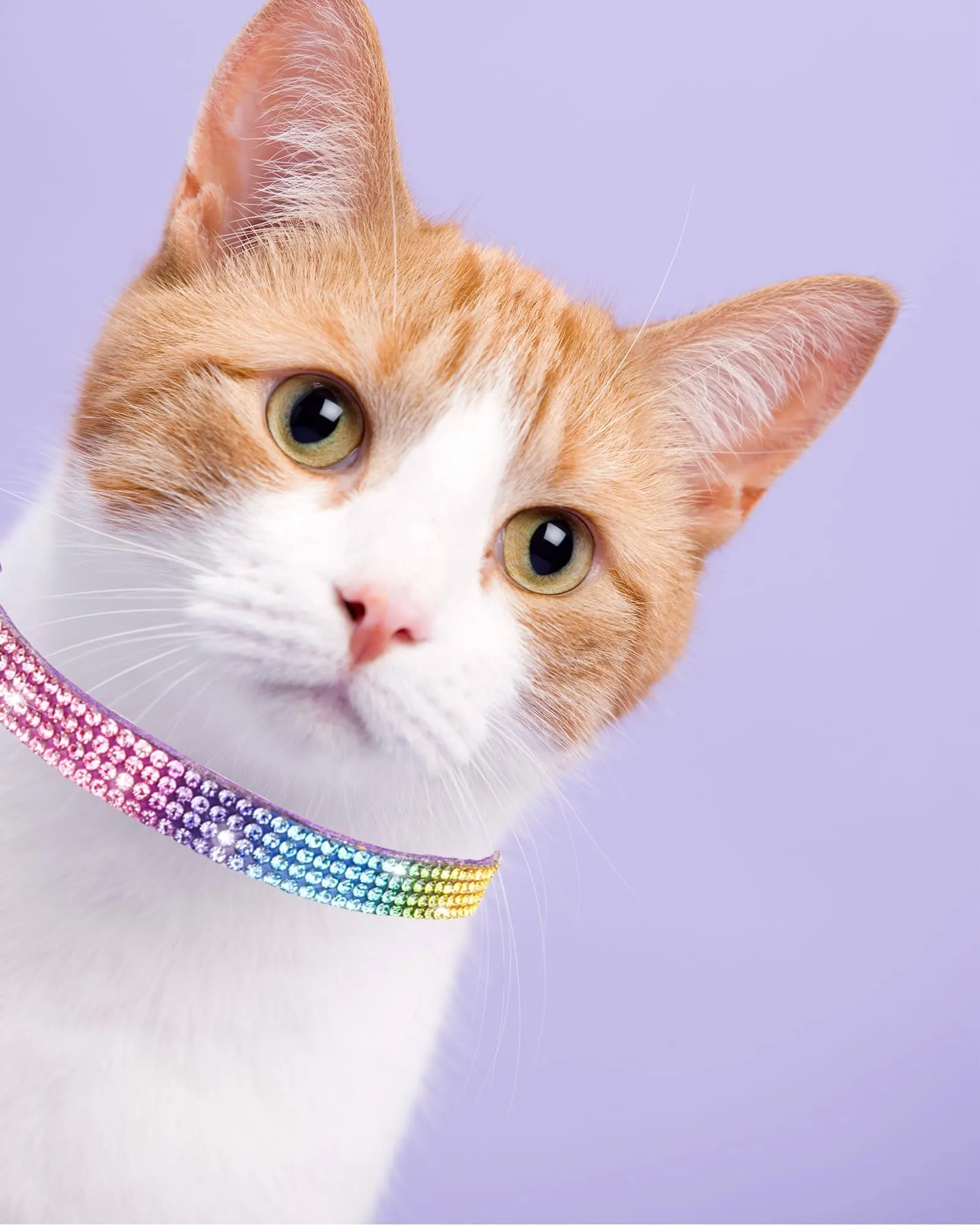 Adjustable Rhinestone Flower Pet Collar With Bell & Buckle - For Cats, Kittens, Puppies, Small Dogs
