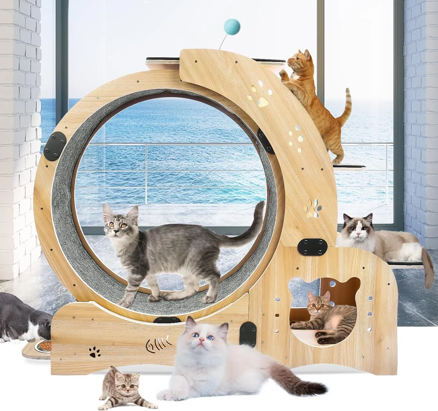 Jisudadai Upgraded 4-in-1 Cat Exercise Wheel for Indoor and Outdoor Use ...