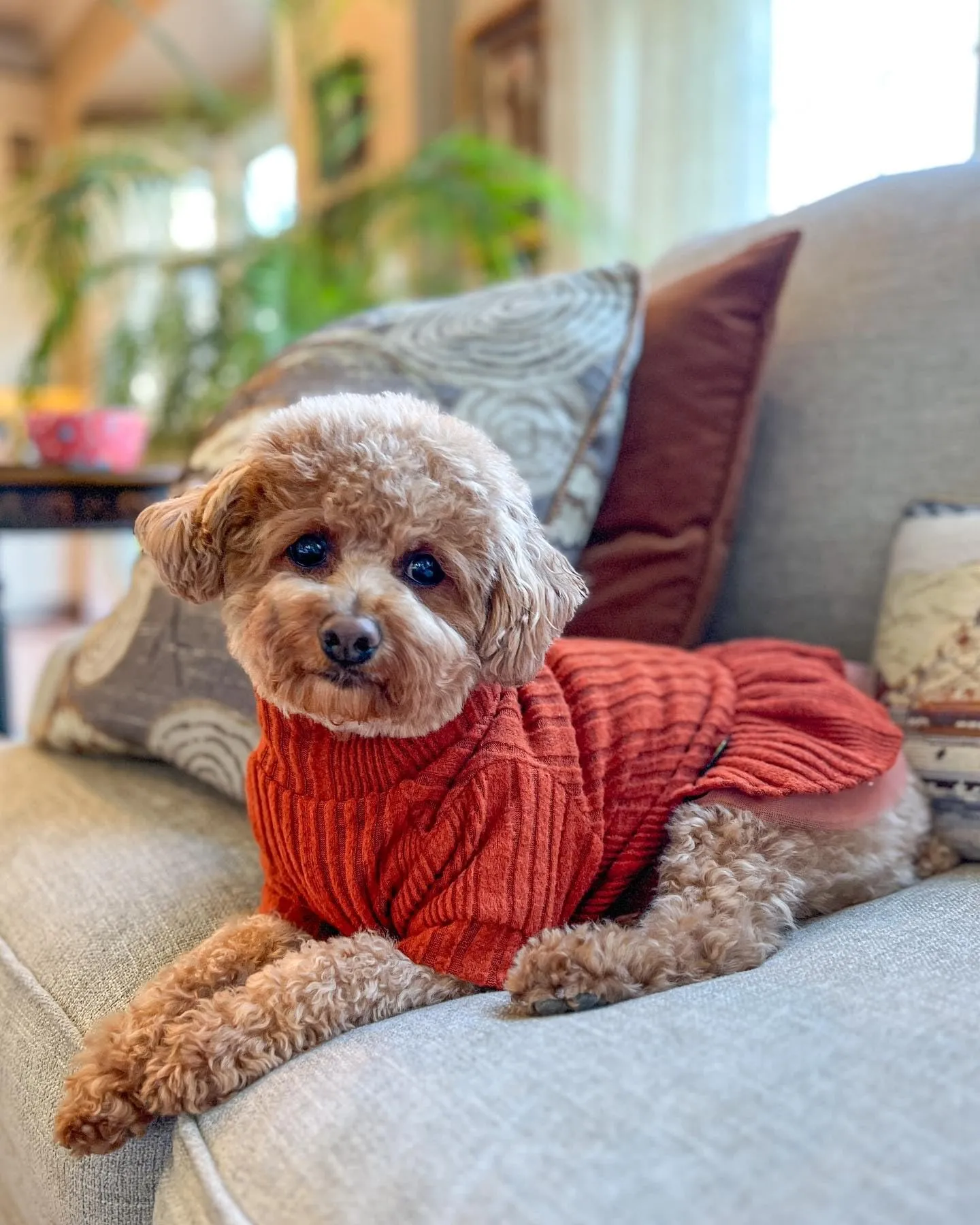 navy blue dress for baby girl Dog Winter Clothes: How to Get Your Dog to Wear Them