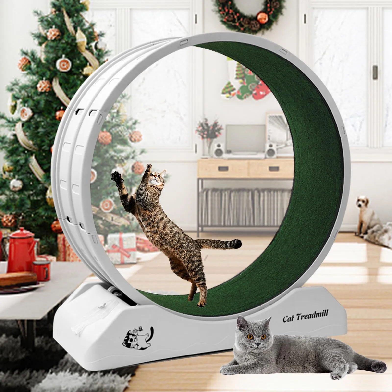 Save Big on Bulk Cat Exercise Wheels Homegroove Cat Exercise Wheel: Cat  Running/Fitness Wheel For Indoor Cats Promotes Activity Longer Life  Best