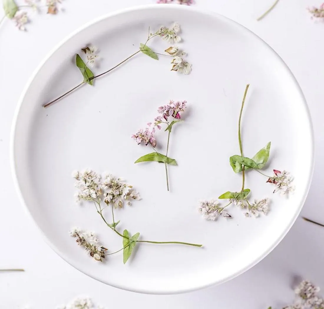 Dekorative Blumen Kränze natürliche gepresste Blume für Harz Fagopyrum Esculentum getrocknetes DIY -Telefonabdeckung Schmuck Canly Seifenschrott6636085