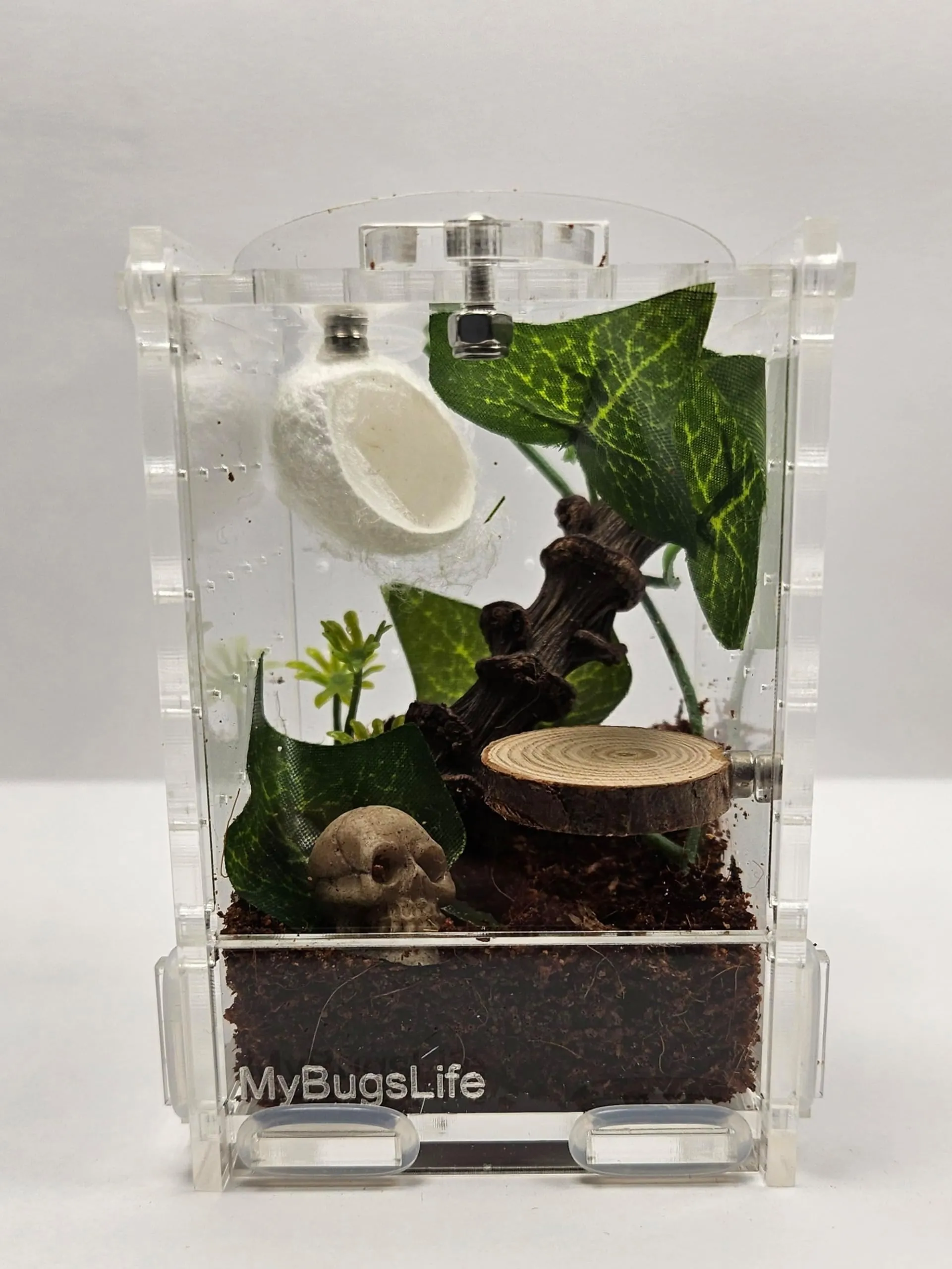 MyBugsLife Micro Habitat Enclosure Clear Acrylic From Phgate 10 mybugslife-micro-habitat-enclosure-clear-acrylic-from-phgate-10