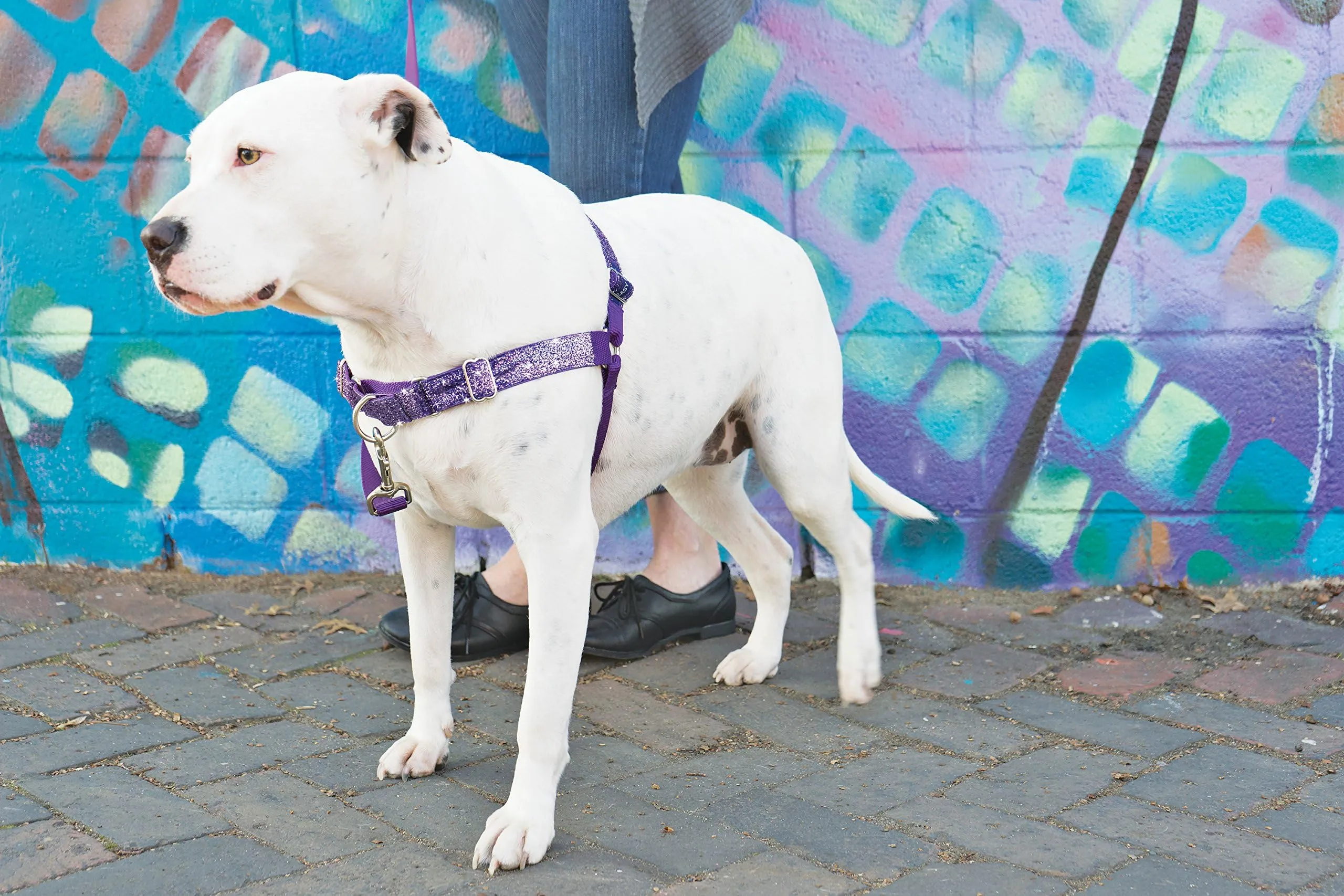 PawSafety No-Pull Dog Harness - Overhead Design With 2 Quick-Release Buckles & Top Handle