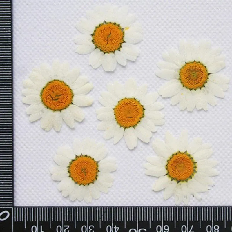 Decoratieve bloemen Wit Chrysanthemum Bulkverpakking 1000 stks DIY gedrukt voor woningdecoratie
