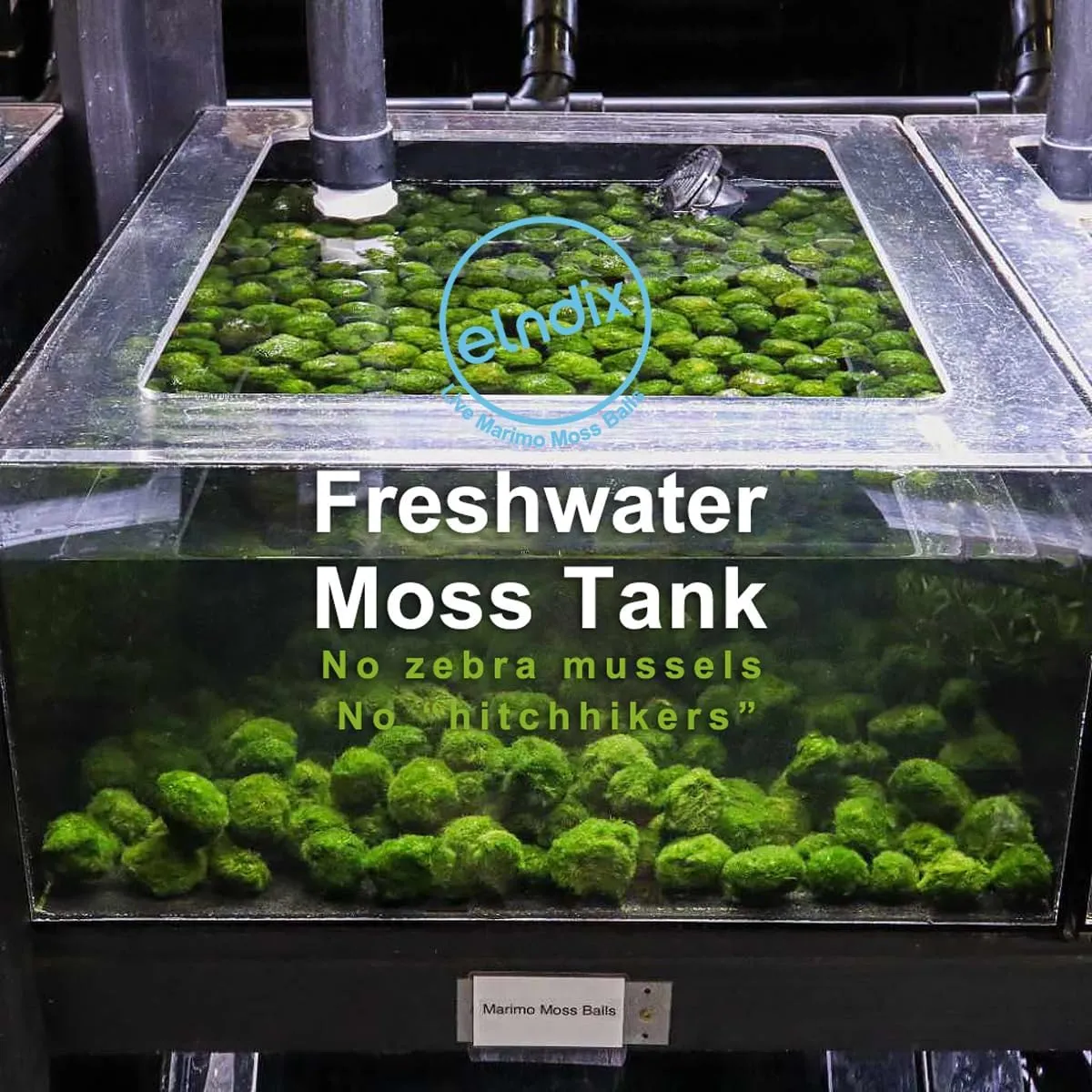 3 Medium Live Moss Pebble Balls - 1-1.5 Inch Marimo Algae Spheres For Aquarium & Fish Tanks