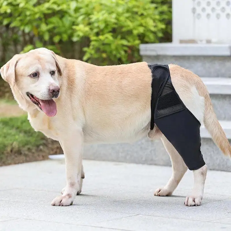 Appareil de chien Brace de hanche pour chiens Joix du genou avec des tampons pour animaux de compagnie en tissu élastique protège les protections