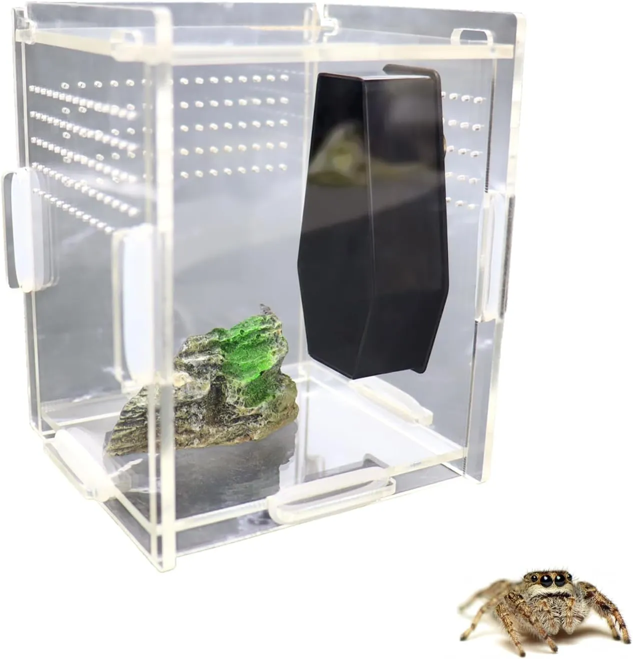 Is my jumping spiders cage too big? : r/jumpingspiders