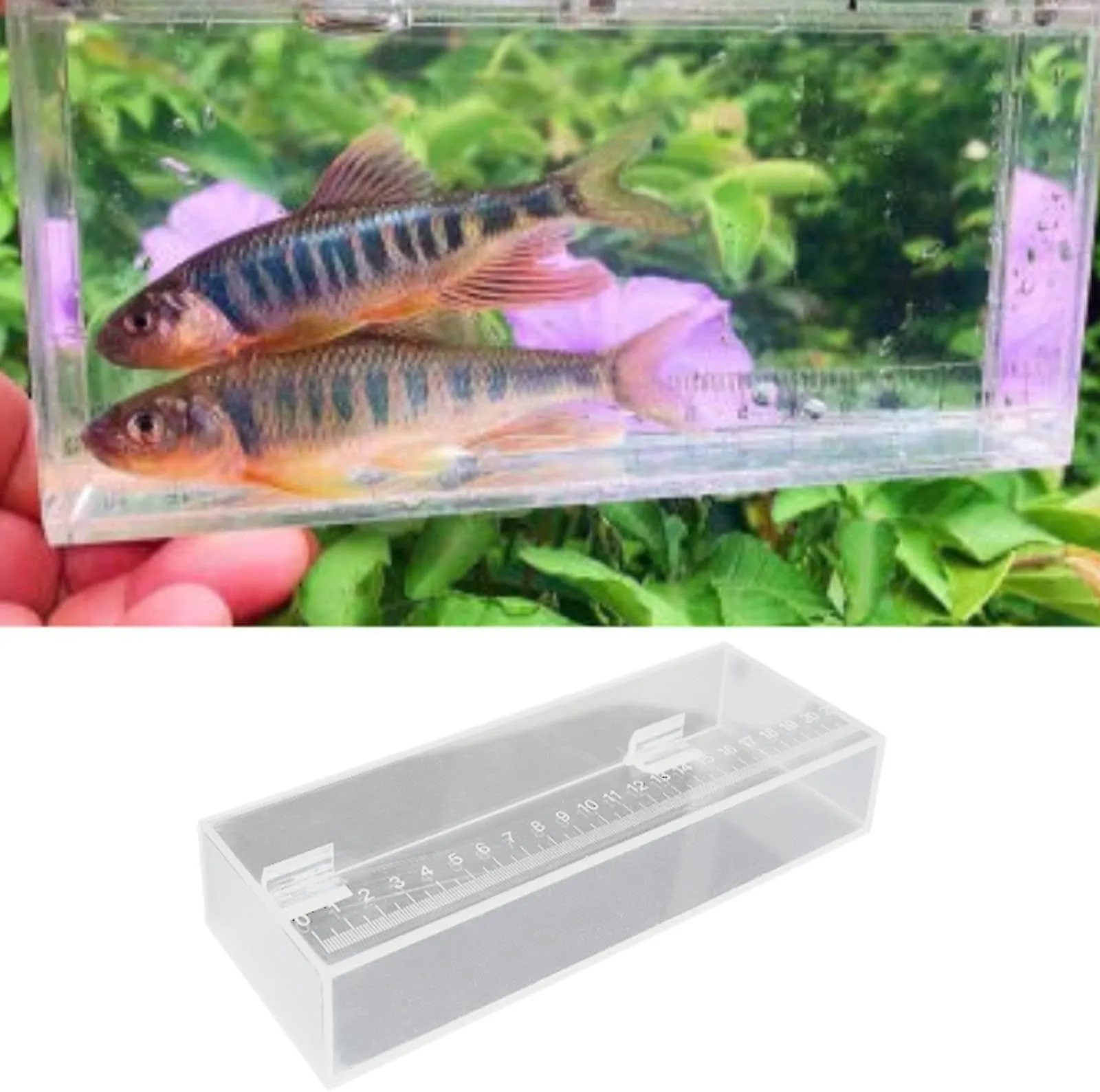 Bothyi Acrylic Fish Isolation Box for Aquarium Fish Breeding and Hatching, 8.7 1.65 3.15 in and 9.8 1.73 3.54 in from Dhgate Aquarium Starter Kits and Bundles - price 19.9 Bothyi Acrylic Fish Isolation Box for Aquarium Fish Breeding and Hatching, 8.7 1.65 3.15 in and 9.8 1.73 3.54 in from Dhgate Aquarium Starter Kits and Bundles - price 19.9