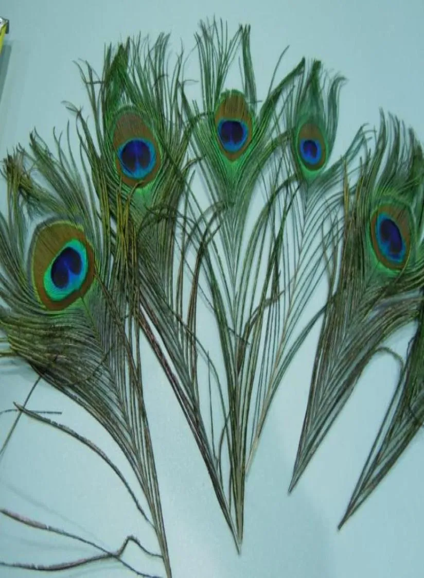 Najwyższej jakości Peacock Feather 500pcs Piękny naturalny 1012 cali dostaw imprezy1302028