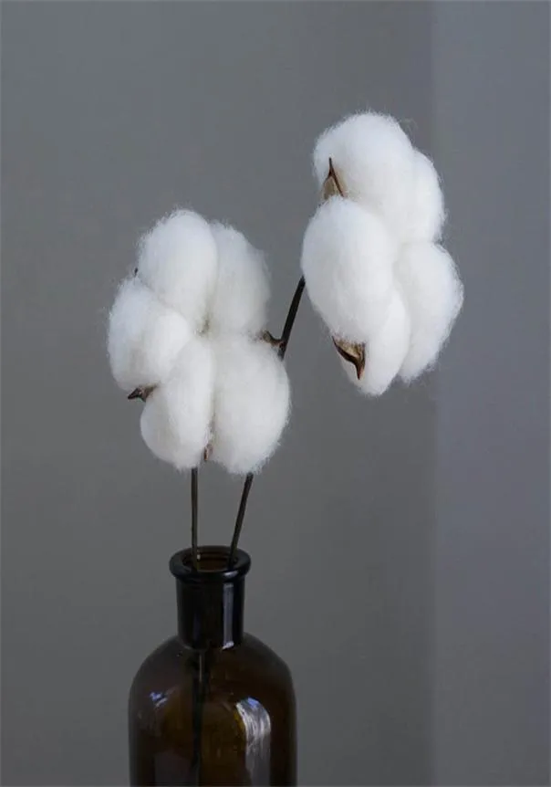 Pampas Grass Thinker Cotton Flower Cotton DRIED COTTONS FARMHOUSE بشكل طبيعي يختار الزهور الاصطناعية كرات القطن الطبيعية لا مزهرية 9629639