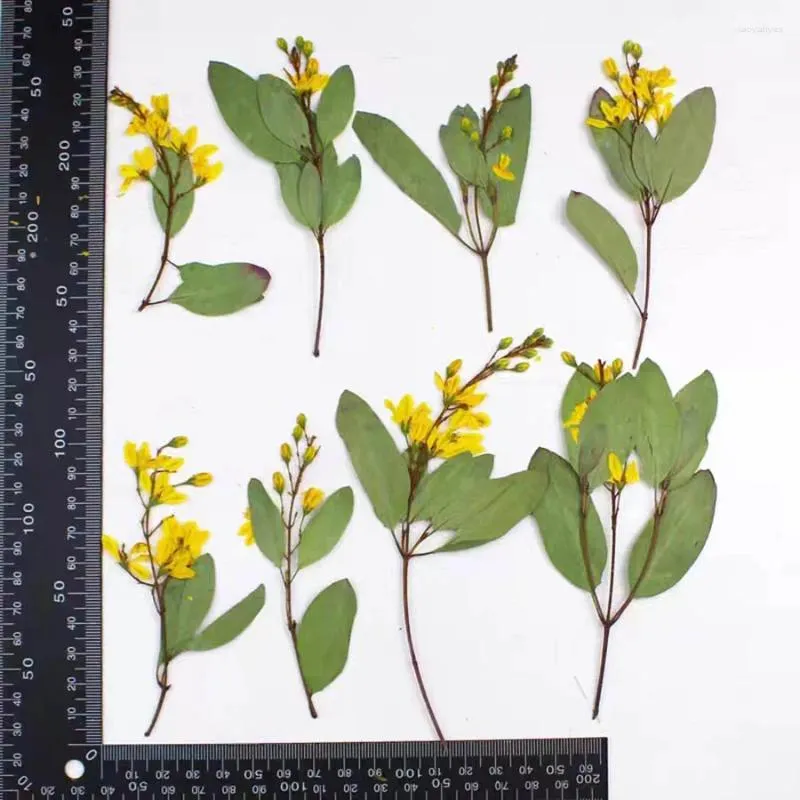 Fiori decorativi 120pcs pressati parocheto secco comunali di comunicazione piante di fiori erbarium per gioielleria cartolineate per segnalibri