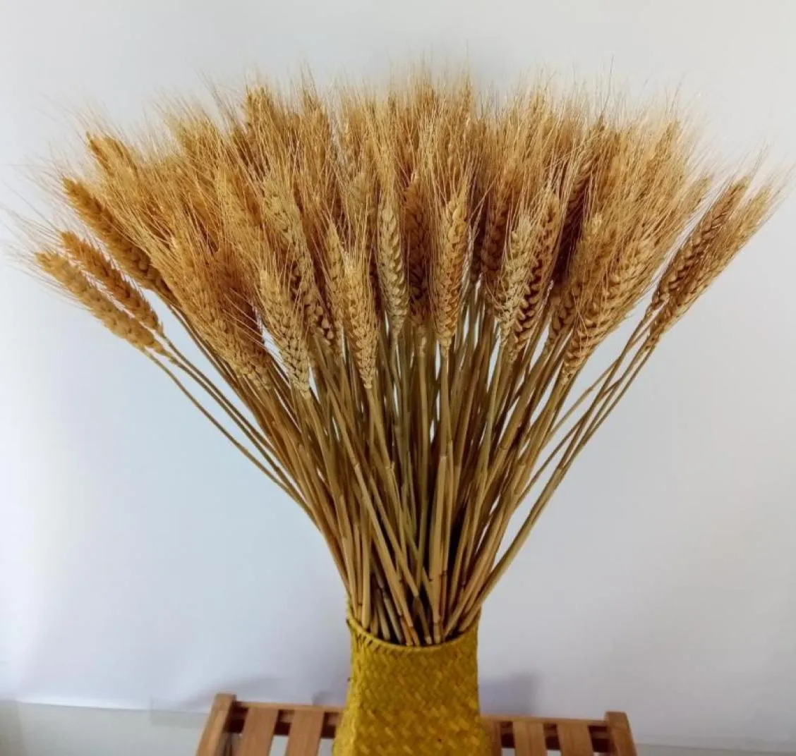 200 pezzi secchi Triticum naturale bundle fiore composizione floreale Home Centrotavola per feste di nozze decorative 24039039Tall1713735