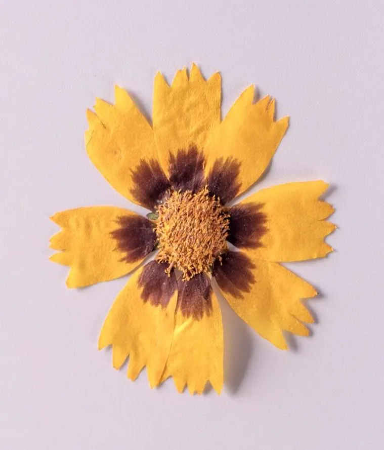 Dekoracyjne kwiaty wieńce suszone kwiat Coreopsis Basalis DIY DIY GLUE Dressed Nail Art Soap Papier świeca Making ręcznie robiony dom 8537279