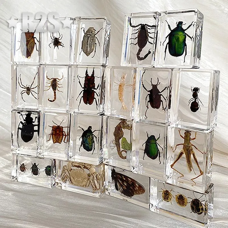 Dekorativa figurer 12 PCS Lot Insekt i hartsprov Bugs Collection Paper Weights Arachnid Spec Decoration Hemtillbehör slumpmässigt