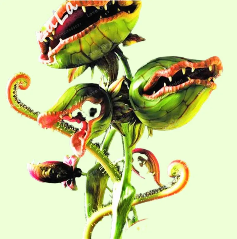 Venus Fly Trap Carnivorous Plant Seeds Dionaea Muscipula for Home Garden  from Dhgate Other Garden Supplies - price 15.29