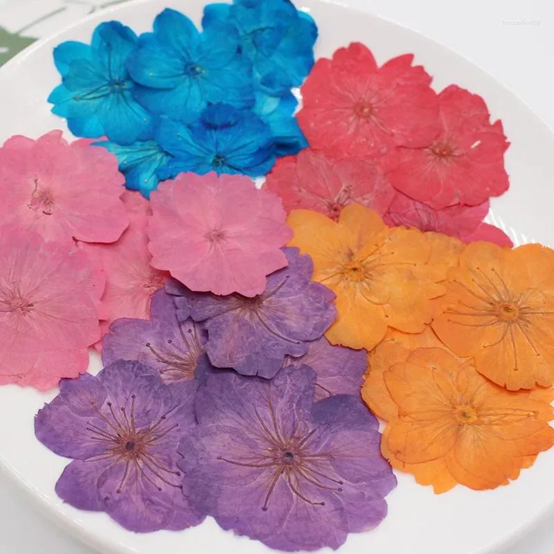 Kwiaty dekoracyjne 250pcs 3-4 cm Wciśnięte suszone barwione Sakura Cherry Flower Plant Herbarium do biżuterii pocztówka Zakładka