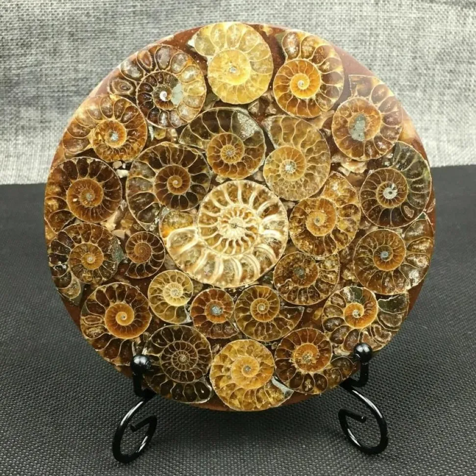 1st Natural Ammonite Shell Gossil Healing Mineral Reiki Exempel Art Collection Stone Artefacts Dekorativa föremål Figurines334P