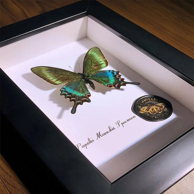 Espécimes de borboletas reais pinturas decorativas tridimensional moldura de imagem casa quarto móveis de mesa características ornamentos 240129