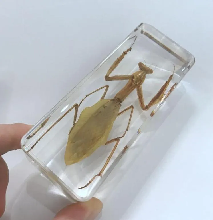 YQTDMY Винтажный образец насекомого-богомола из прозрачного люцита, пресс-папье, поделки 8796818