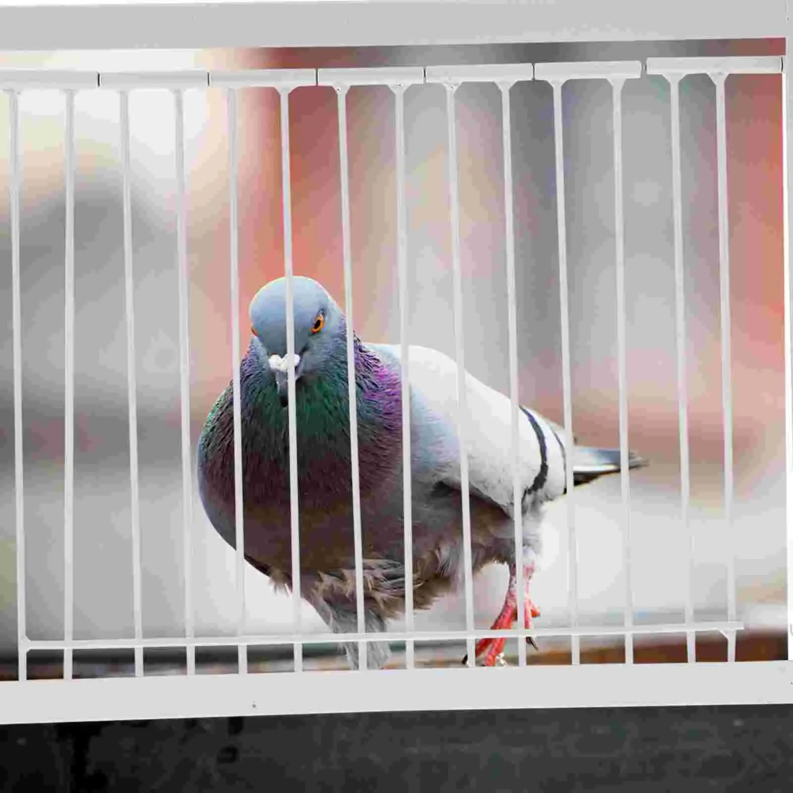 Nids Pigeon Loft Door Bird Cage Entrance Iron Fly Racing Active Birdcage Catching Supplies Birds Bar