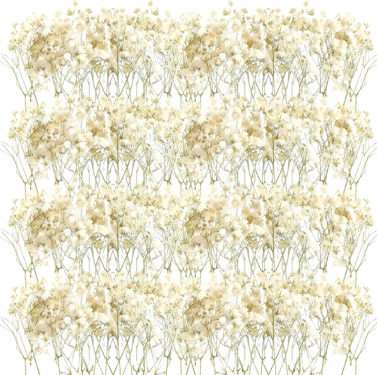 50 pezzi Mini fiori secchi per l'alito del bambino Gypsophila Avorio Fiori naturali per vaso Matrimonio Home Office Party Garden Card Making Decor 240228