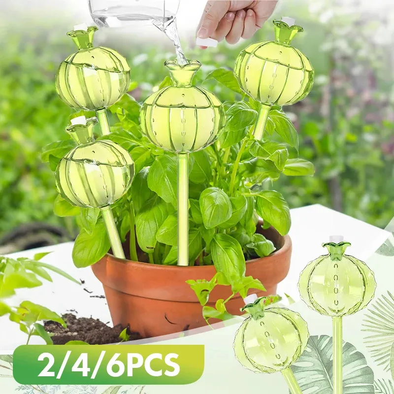 endive plant Endive, Catalogna Emerald  Mary's Heirloom Seeds