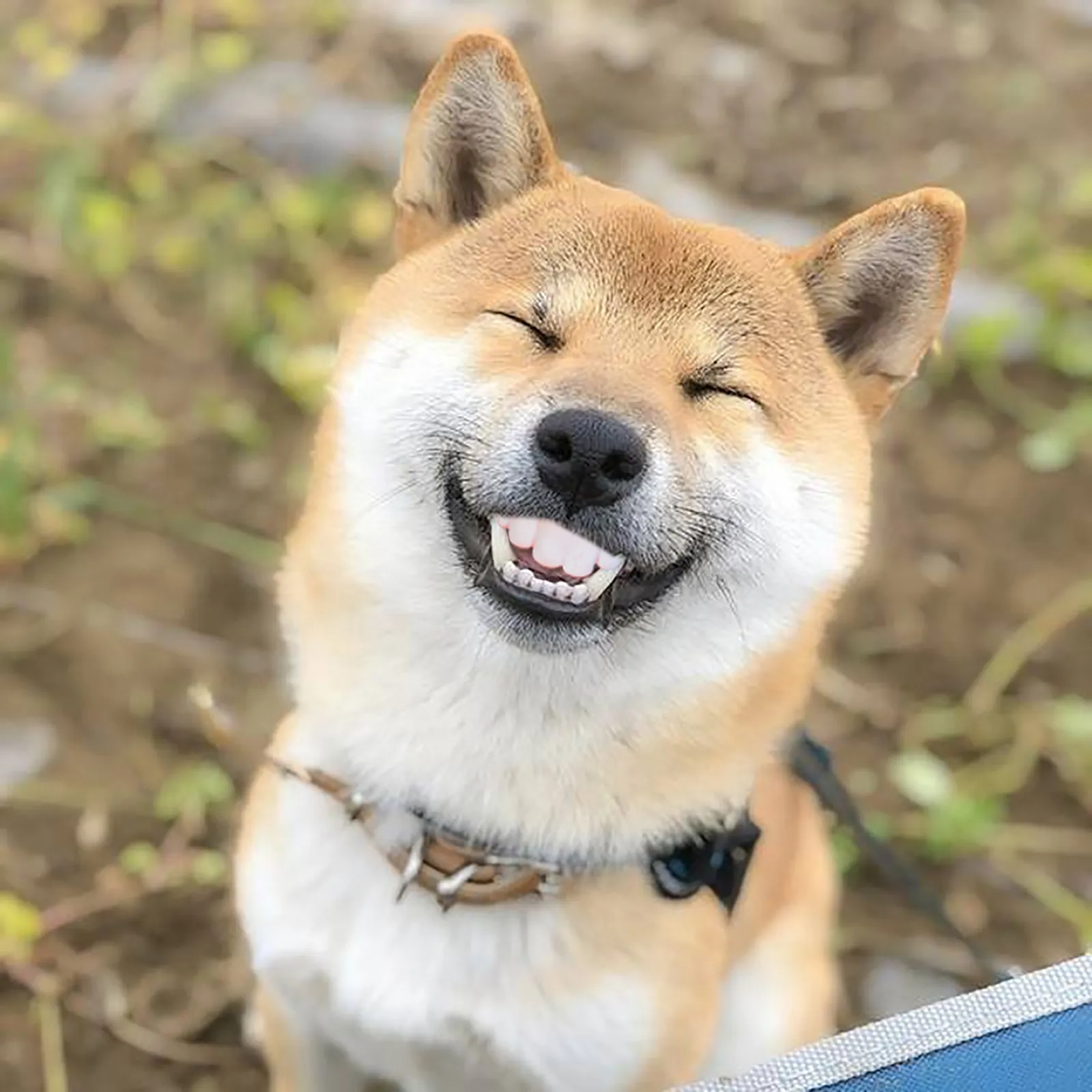 zahra_the_shiba funnyanimals shiba inu funny videos Pet Dentures Funny super Dog Teeth