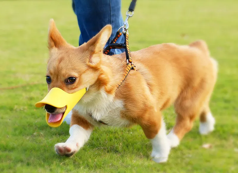Corgi muzzle sales