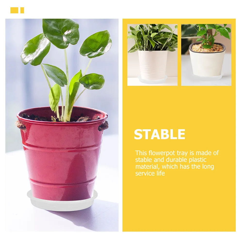 aglaonem silver bay Aglaonema Silver Bay Chinese Evergreen main image 1
