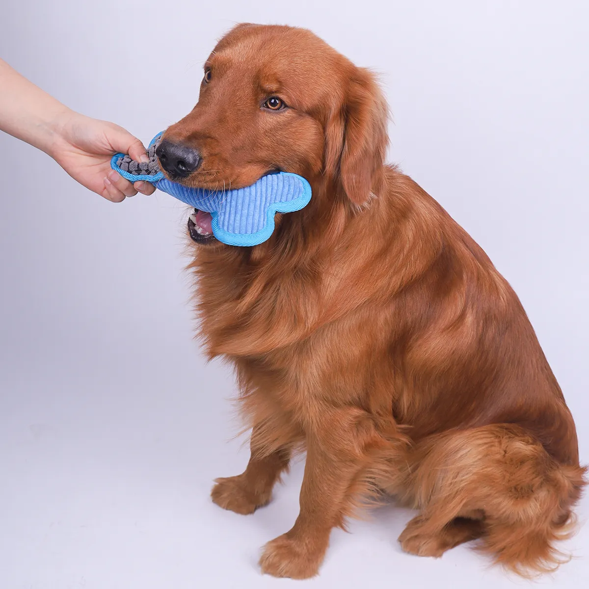 DHgate.com:Plush Squeaky Bones Toys, Suitable for Small, Medium and ...