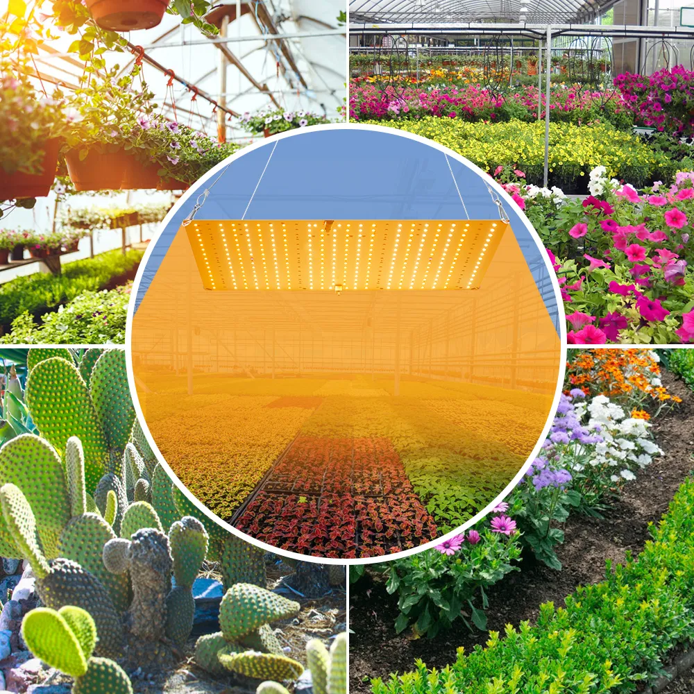 2000W/3000W Full Spectrum Quantum Board LED Grow Light with 2835 Phyto ...