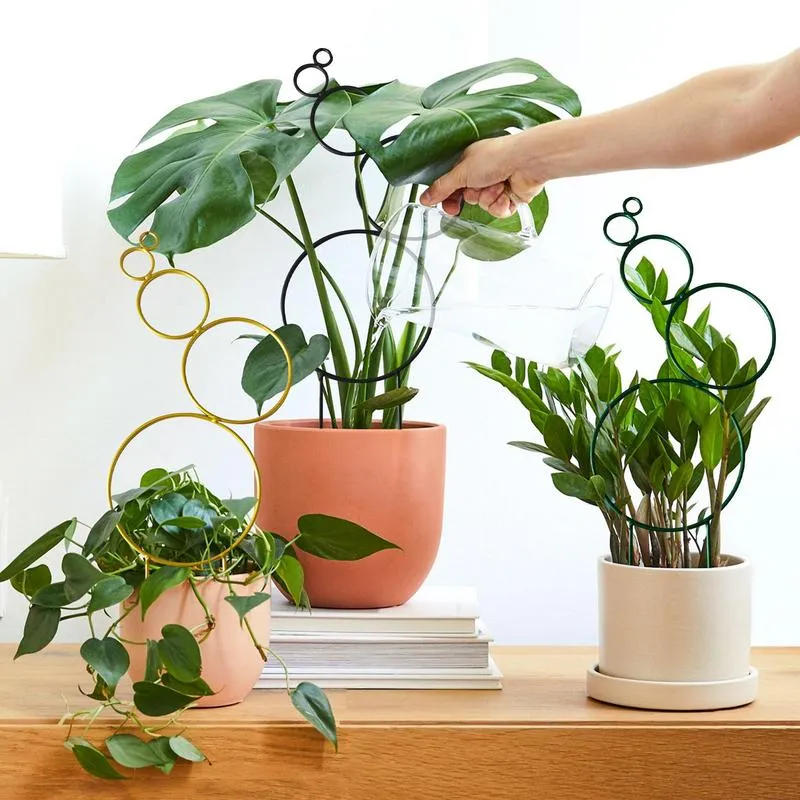 crassula ovata gollum - jade plant CUTTINGS - Crassula ovata 'Gollum" - Succulent Plant