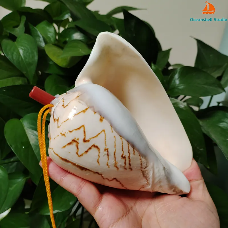 Cong Shell Horn Large Natural Conch Horn Pendant Horned Turban Shell... From ...