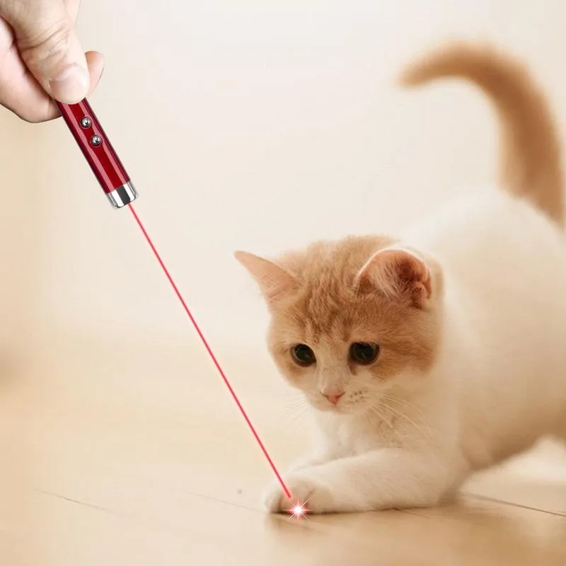 Cat playing with laser online