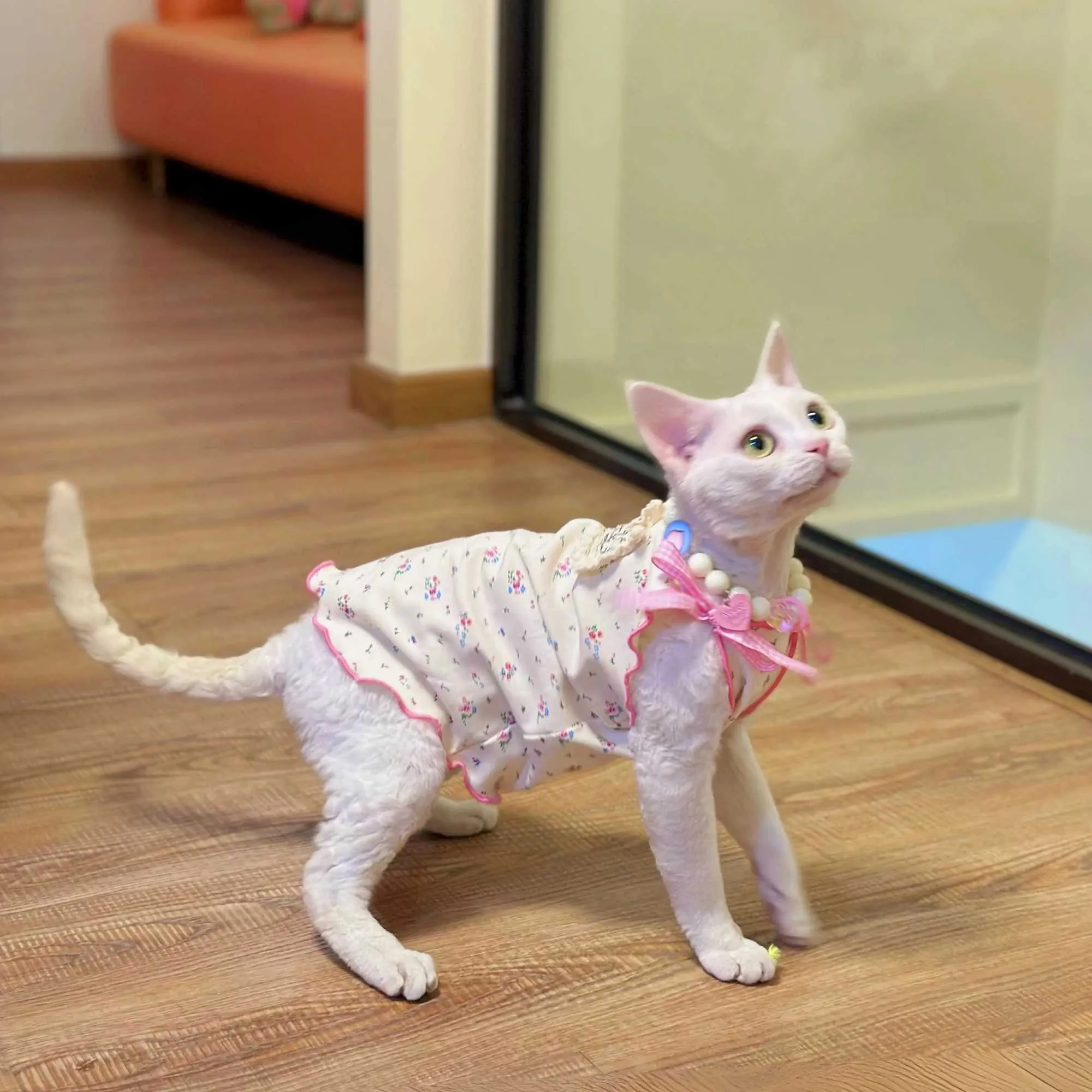 Soft Cotton Cat Vest Dress Hairless Devon Rex Cats, Spring